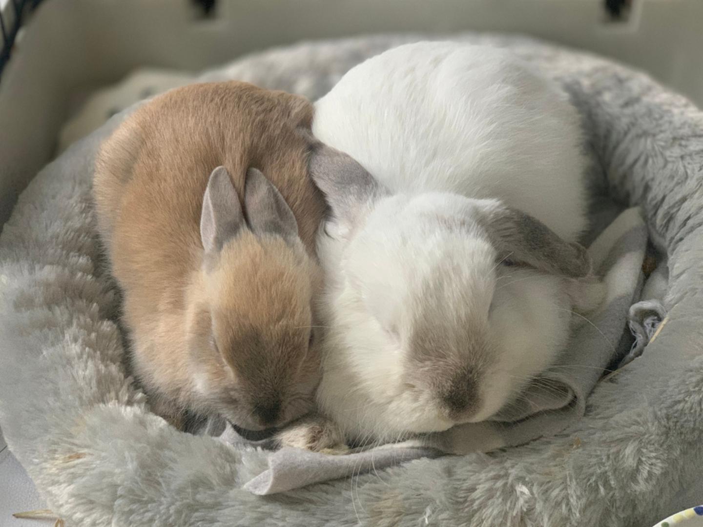 Zečevi žive mnogo dulje nego što mnogi misle: Uz pravilnu prehranu i veterinarsku skrb zec može živjeti osam do 12 godina, a ponekad i dulje. To znači da njegovo udomljavanje nije kratkoročna odluka, nego obveza na velik dio života. Tko uzima zeca, mora biti spreman godinama mu osiguravati prostor, hranu, pažnju i njegu.