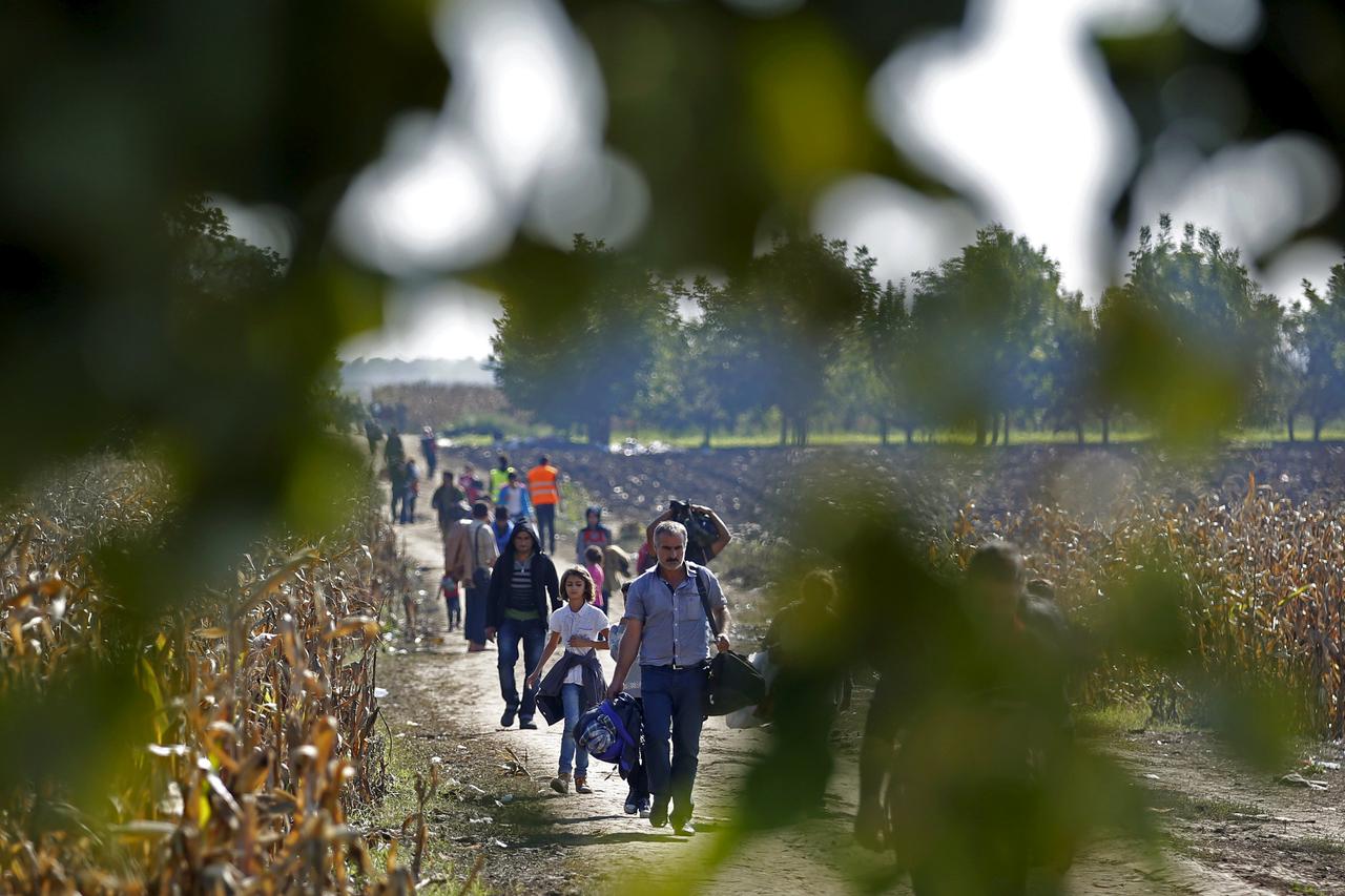 Migrants pass a cornfield as they walk to cross the border into Croatia, near Sid, Serbia, October 3, 2015. 