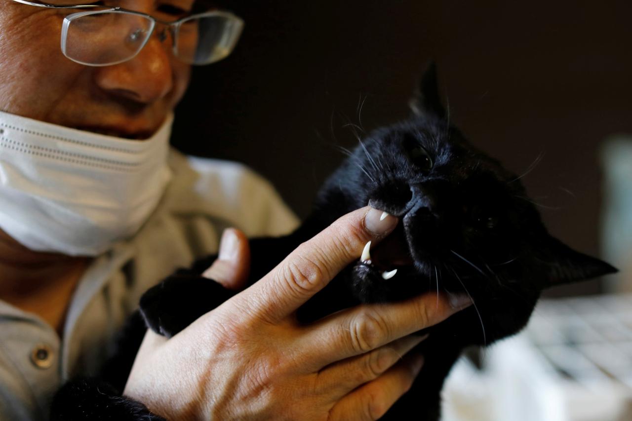 The Wider Image: The man who saves forgotten cats in Fukushima's nuclear zone