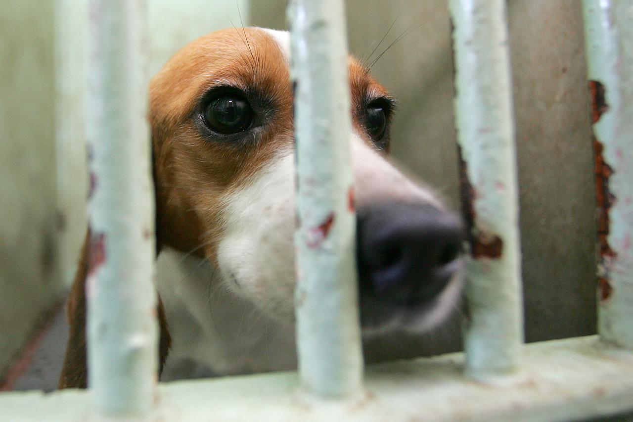 ARHIVA - 2005. Zagreb: Afera bigl potresla Hrvatsku, psi nezakonito korišteni u pokusima na Veterinarskom fakultetu