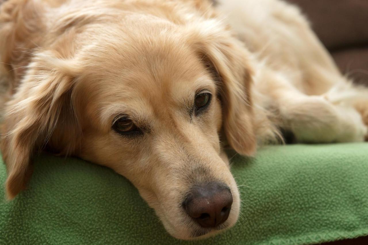 HNK Cibalia - NK Rudes