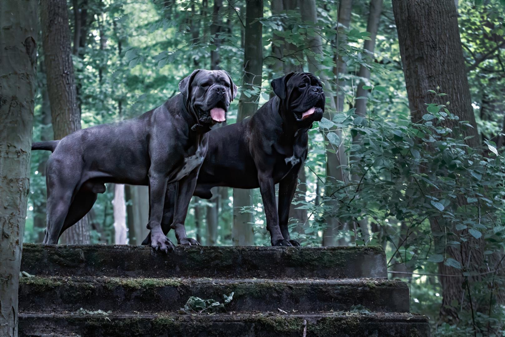 Cane Corso: Talijanski mastif Cane Corso poznat je po svojoj impresivnoj građi i snažnoj osobnosti. Vrlo je zaštitnički nastrojen i nepovjerljiv prema strancima, ali ujedno nježan i privržen svojim vlasnicima. Potrebna mu je rana socijalizacija i čvrsta, ali pravedna ruka u odgoju.