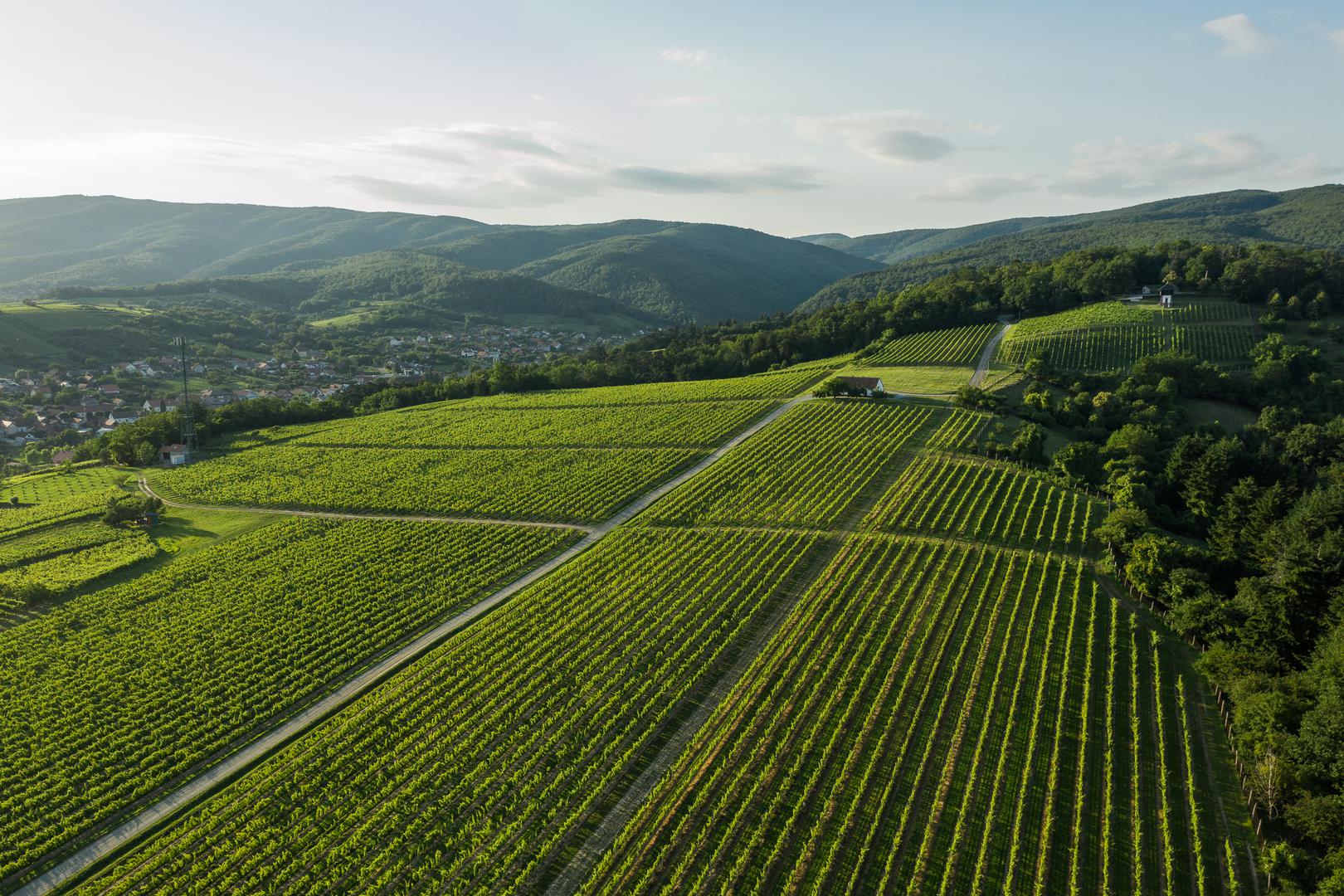 Vinogradarski položaji vinarije KUTJEVO - idealni za proizvodnju vrhunskih i premium vina