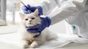 Tick on a Cat is Not Harmless: How to Remove It Safely and When to Call the Vet