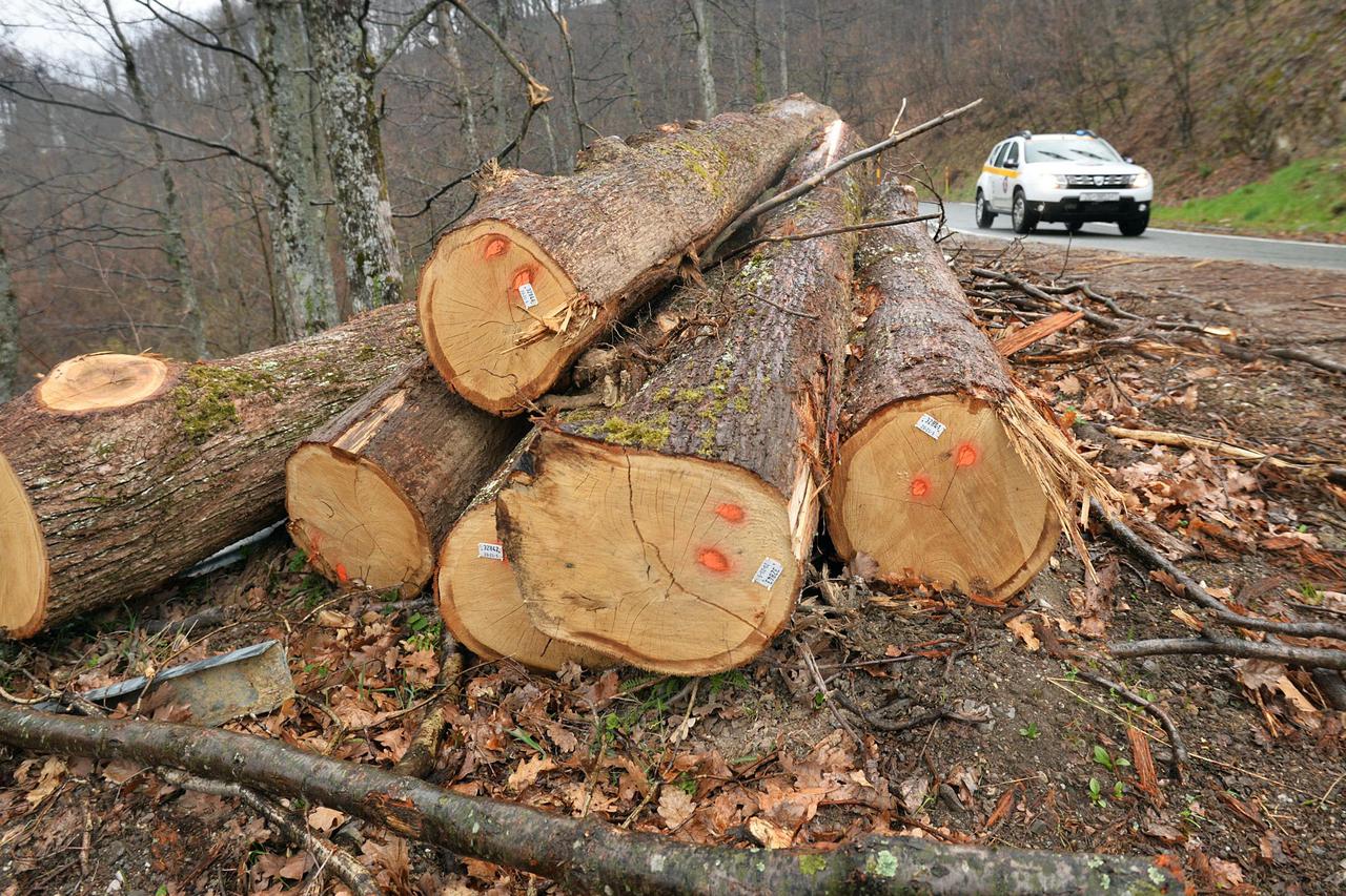 Na Medvednici izvlače srušena stabla