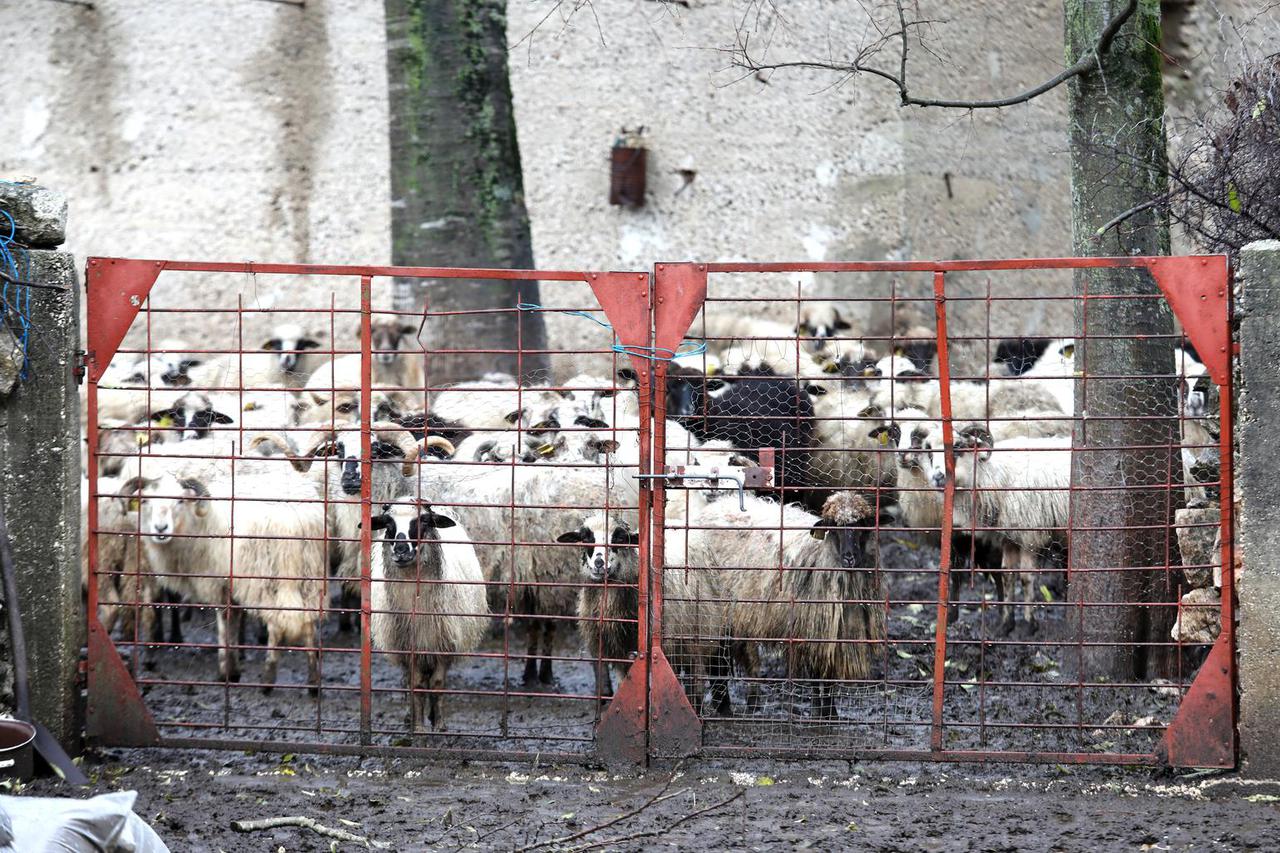 U okolnim mjestima oko Unešića mještani imaju problema s vukovima