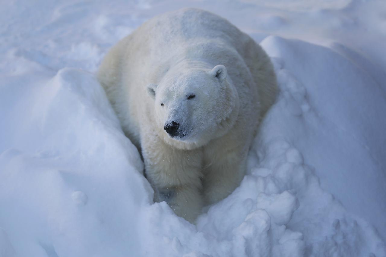 polarni medvjed