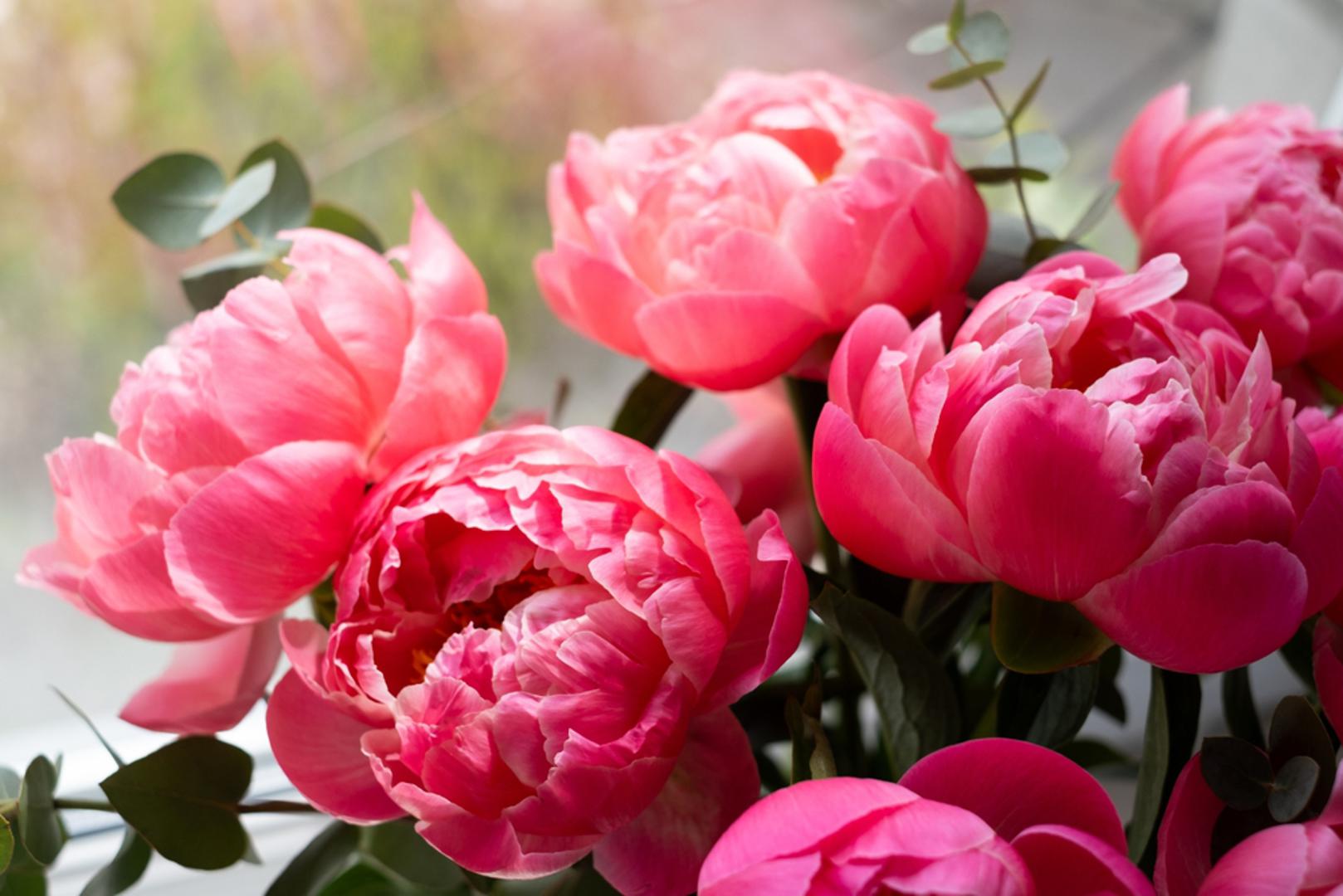 Božuri: Općenito, ovo mirisno cvijeće sa svojim gustim slojevima mekih latica simbolizira sreću, blagostanje, ljubav i čast. Iako su prikladni za svaku prigodu, božuri na Valentinovo mogu prenijeti više od same ljubavi, već i osjećaj dobrih želja za voljenu osobu. Poput mnogih drugih cvjetova, crveni se najviše povezuju s romantičnom ljubavlju u kombinaciji s poštovanjem, dok ružičasti cvjetovi predstavljaju nježniju, mekšu ljubav.