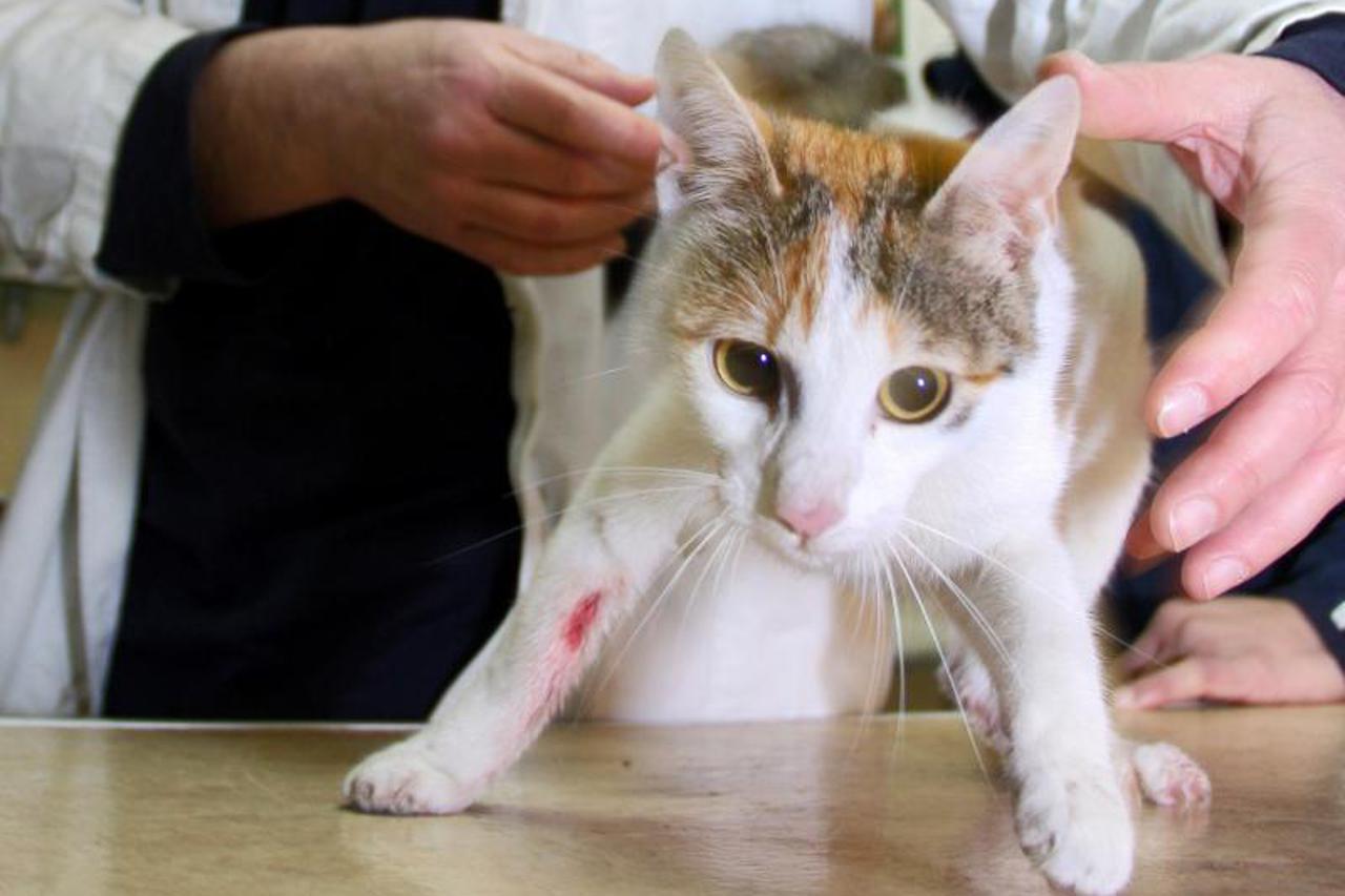 maca baca,spašavanje mačke,domaća mačka (1)