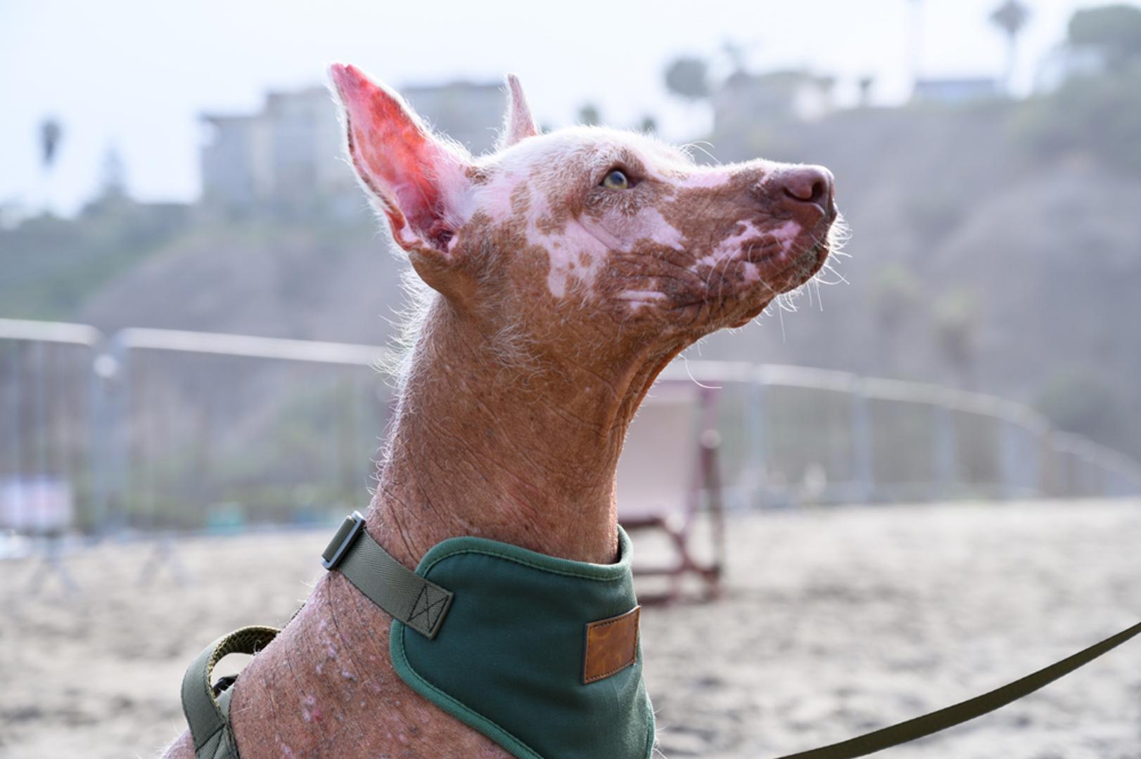 Peruanski bezdlaki pas: Ovi psi su u svojoj domovini Peruu bili posebni još prije tisuću godina, a danas se ta ekskluzivnost često vidi i u cijeni. U Europi postoji malo provjerenih uzgajivača pa su štenci u pravilu skuplji. Kao srodne skuplje pasmine spominju se meksički bezdlaki pas, dok je bezdlaki kineski kukmasti pas češći i zato pristupačniji.