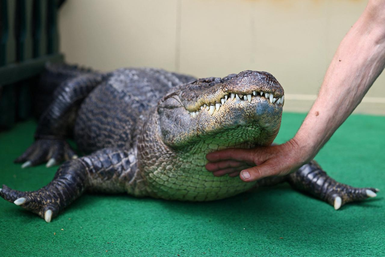 Mrs Meyer the alligator joins her human family in the pool