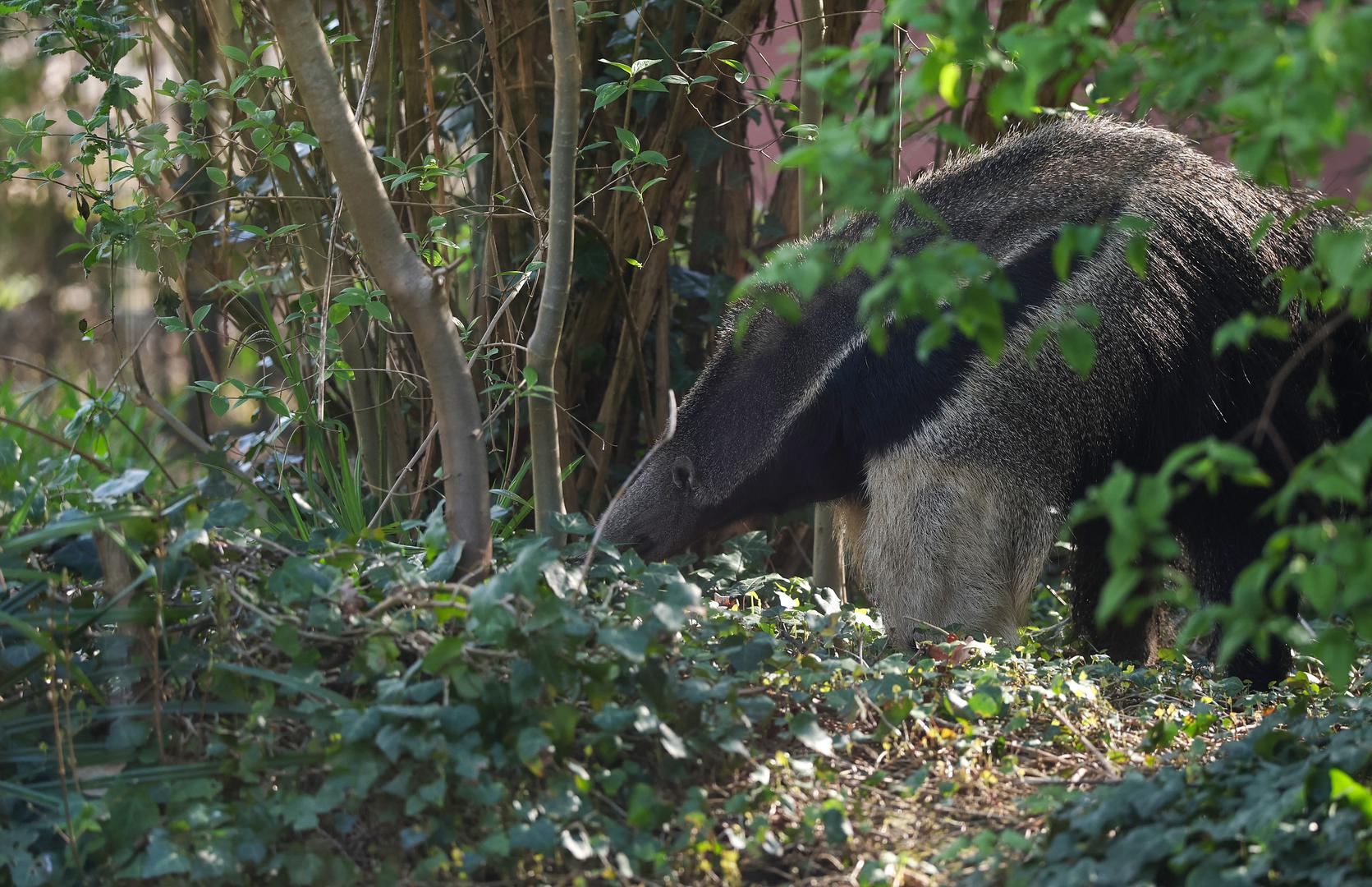 Mravojedi su dobili i umjetni termitnjak koji ima izgled stijene. U termitnjaku su cijevi u koje se stavlja hrana.