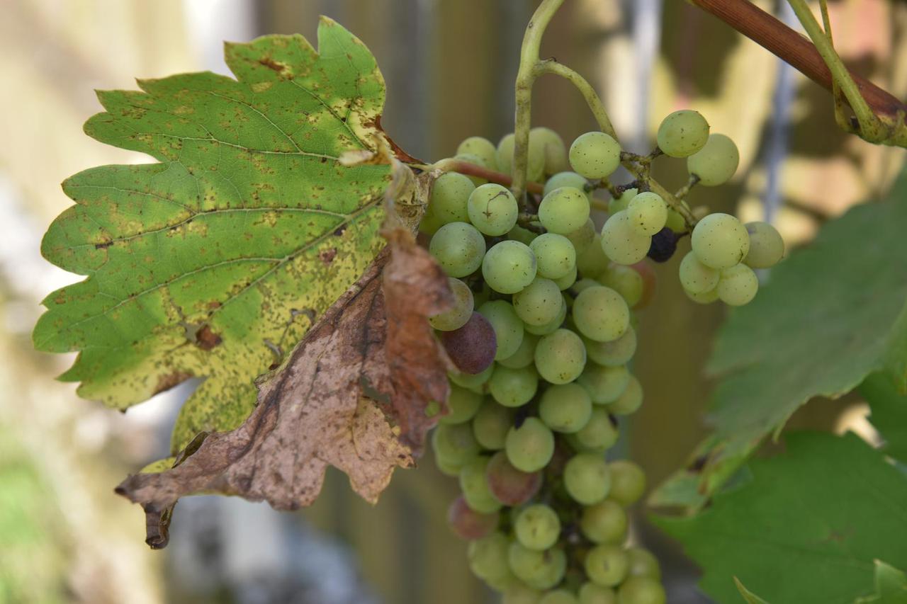 Zlatna žutica vinove loze