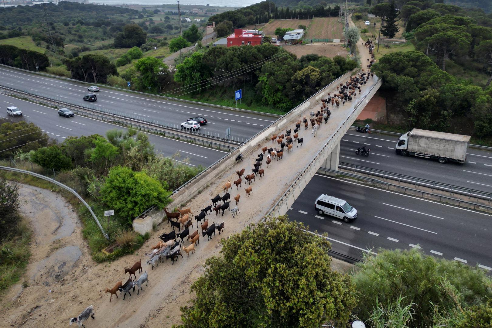 Za stočare, to je više od posla – to je "vjera u drugačiji način života i upravljanja zemljom".

