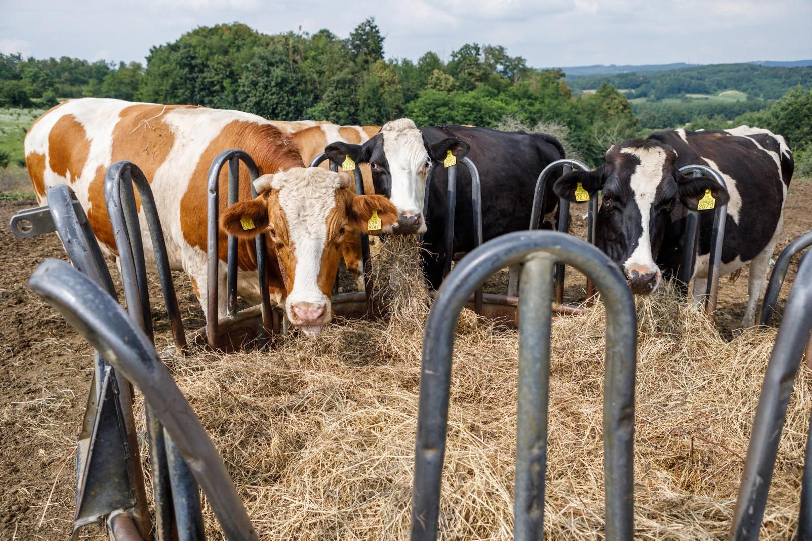 24.07.2020., Zrinski Topolovac - OPG Tijana Blazekovic iz Zrinskog Topolovca u vlasnistvu devetoroclane obitelji koja se bavi proizvodnjom mlijeka za izbor za najbolji OPG - Zlata vrijedan. 

Photo: Tomislav Miletic/PIXSELL