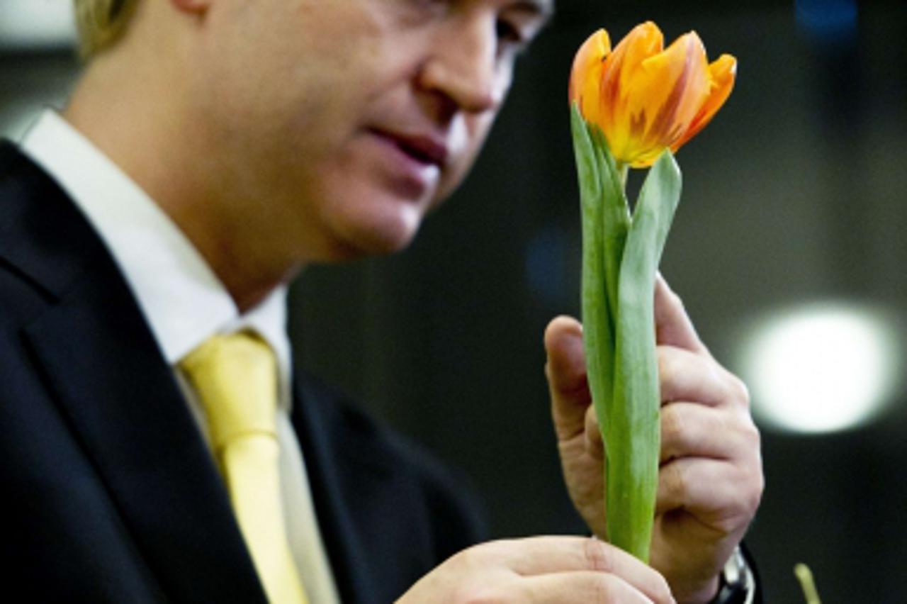 \'Dutch rightwing PVV party leader Geert Wilders holds a Geert Wilders Tulip on February 23, 2011 in The Hague during a campaign meeting ahead of the local elections on March 2. AFP PHOTO / ANP / ROBI