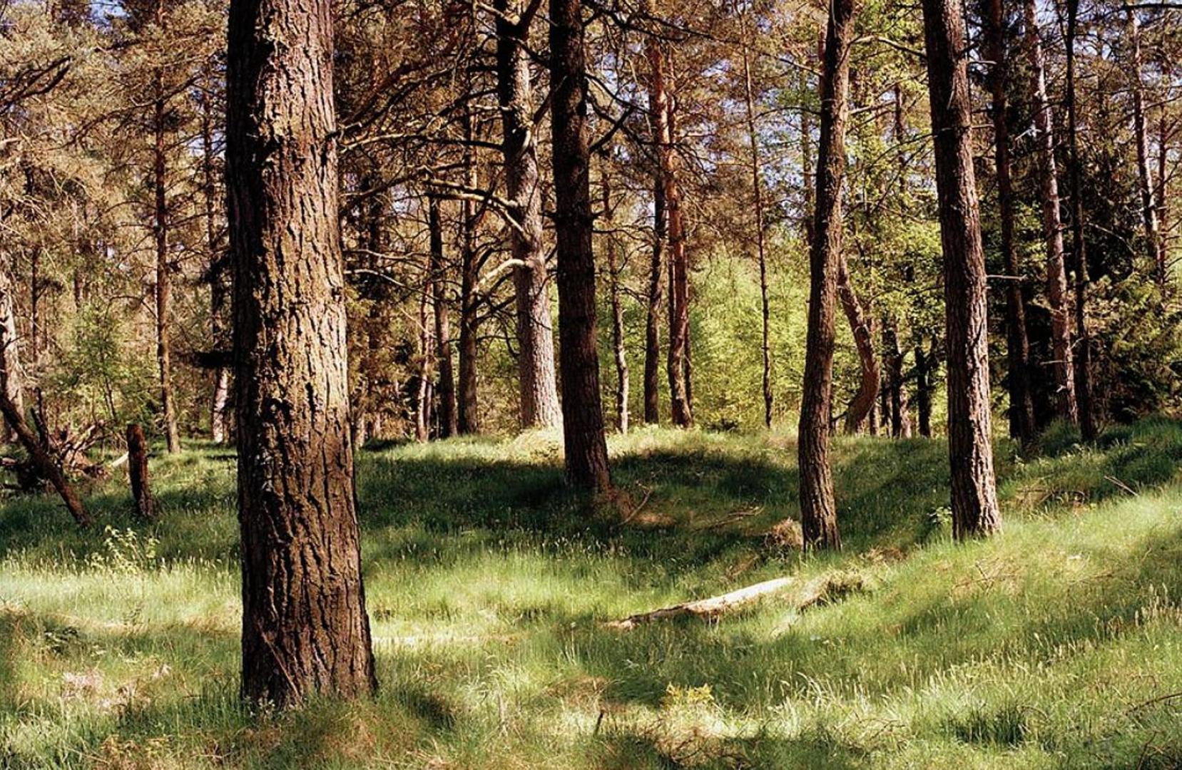 Snajperista je teško vidjeti čak i na dnevnom svjetlu, a često ga je nemoguće pronaći na prvi pogled, čak i kad znate gdje tražiti.