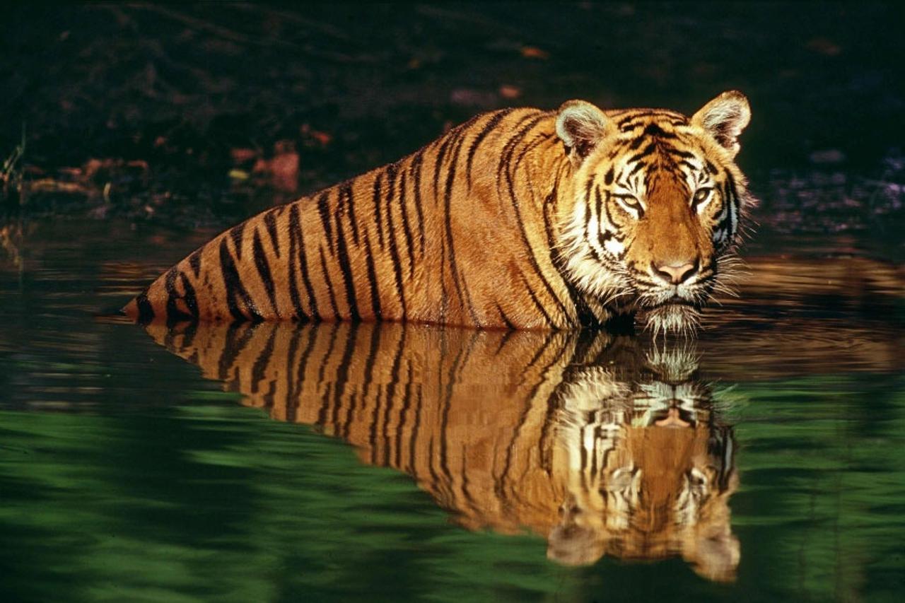 tigar