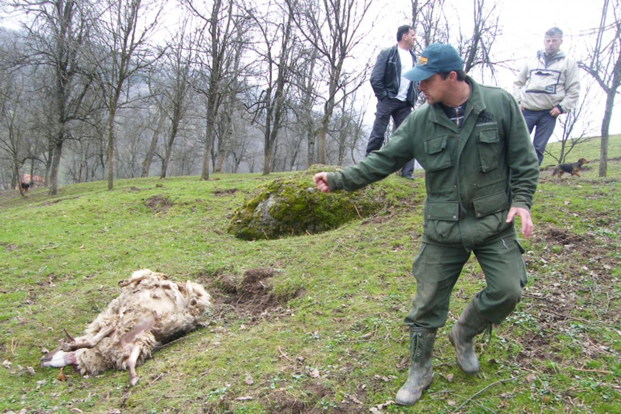 'SIS...240310...DANGUBE...DANIJEL PETROVIC POKAZUJE  OVCU KOJU JE VUK PREKLAO I OSTAVIO...'