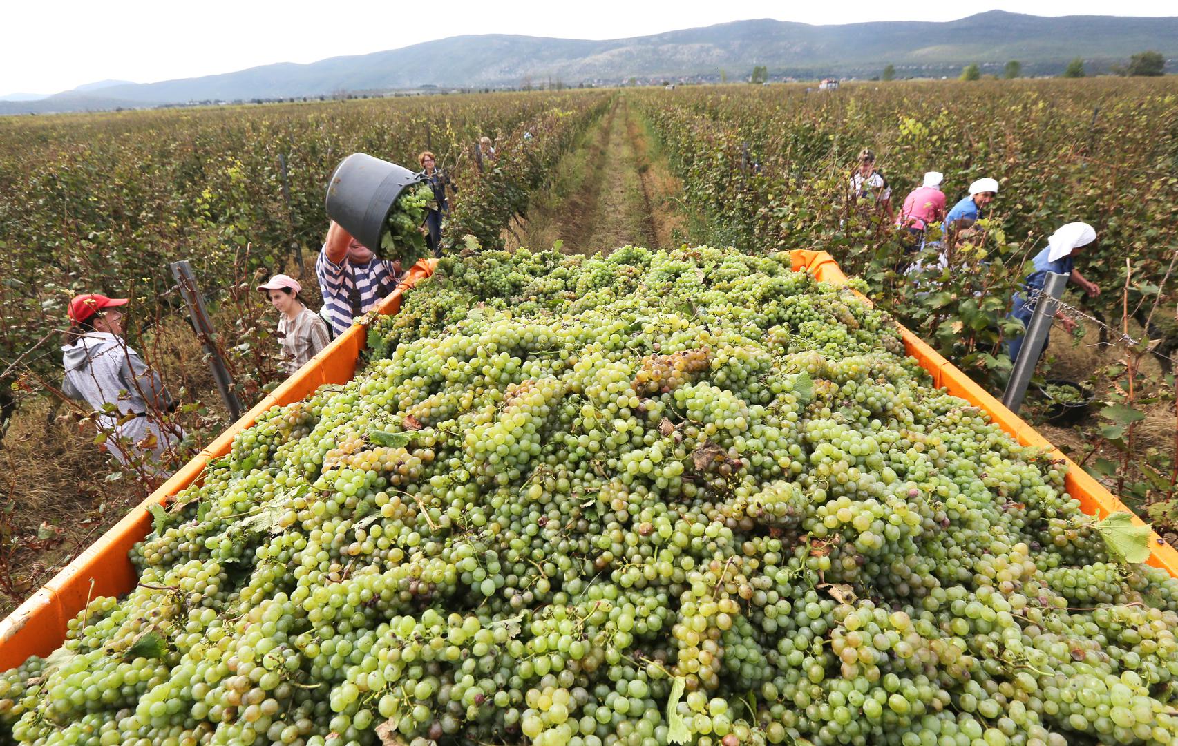 Razdoblje od početka zrenja do berbe graševine u nas je već s prosječnih 35 do 38 dana u novom 30-godišnjem razdoblju kraće za deset do 12 dana
