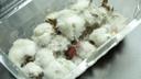 Check Your Fridge: This Common Item Can Breed Mold, Experts Warn