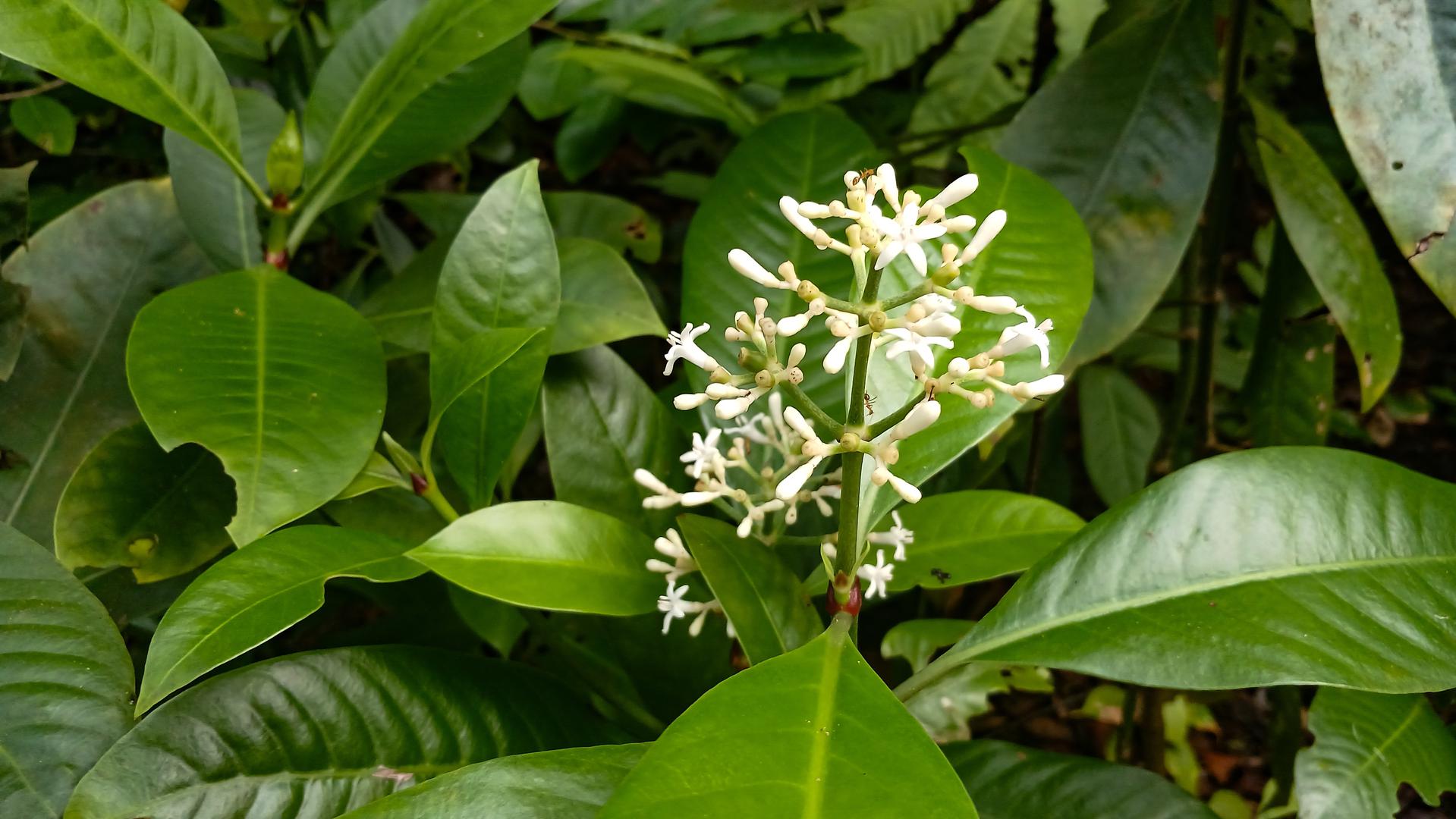 2. Ibuprofen = Matalafi (Psychotria insularum): Iz tropskog raja Samoe dolazi biljka koju su mještani stoljećima koristili protiv upala. Istraživanje sa Sveučilišta Sunshine Coast iz 2021. otkrilo je da matalafi utječe na iste imunološke puteve kao ibuprofen. Iako još nije konkurencija plavim tabletama iz ljekarne, potencijal je tu – egzotičan, ali stvaran.