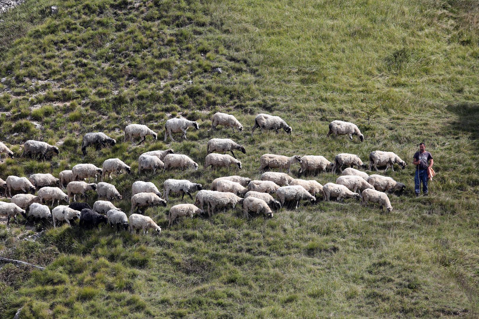 11.09.2018., Gornje Jelenje - Stado ovaca s pastirom.