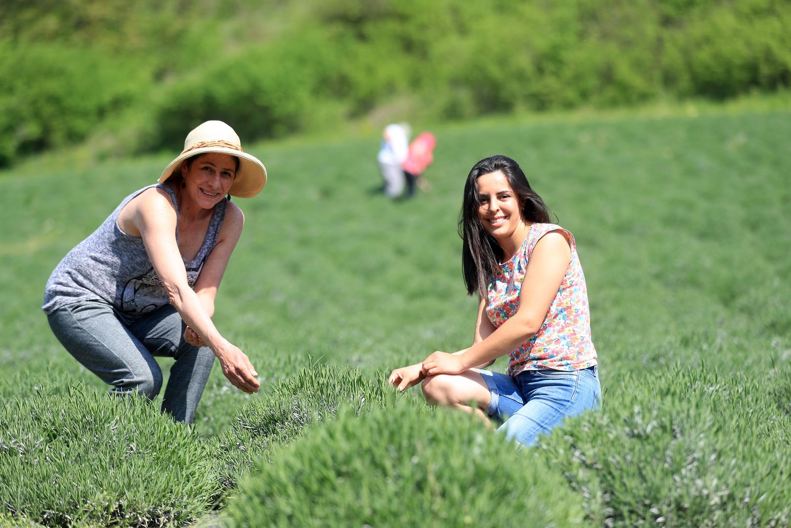 Krapina: Kolumbijke Vanessa i Patricia uzgajaju lavandu u Zagorju