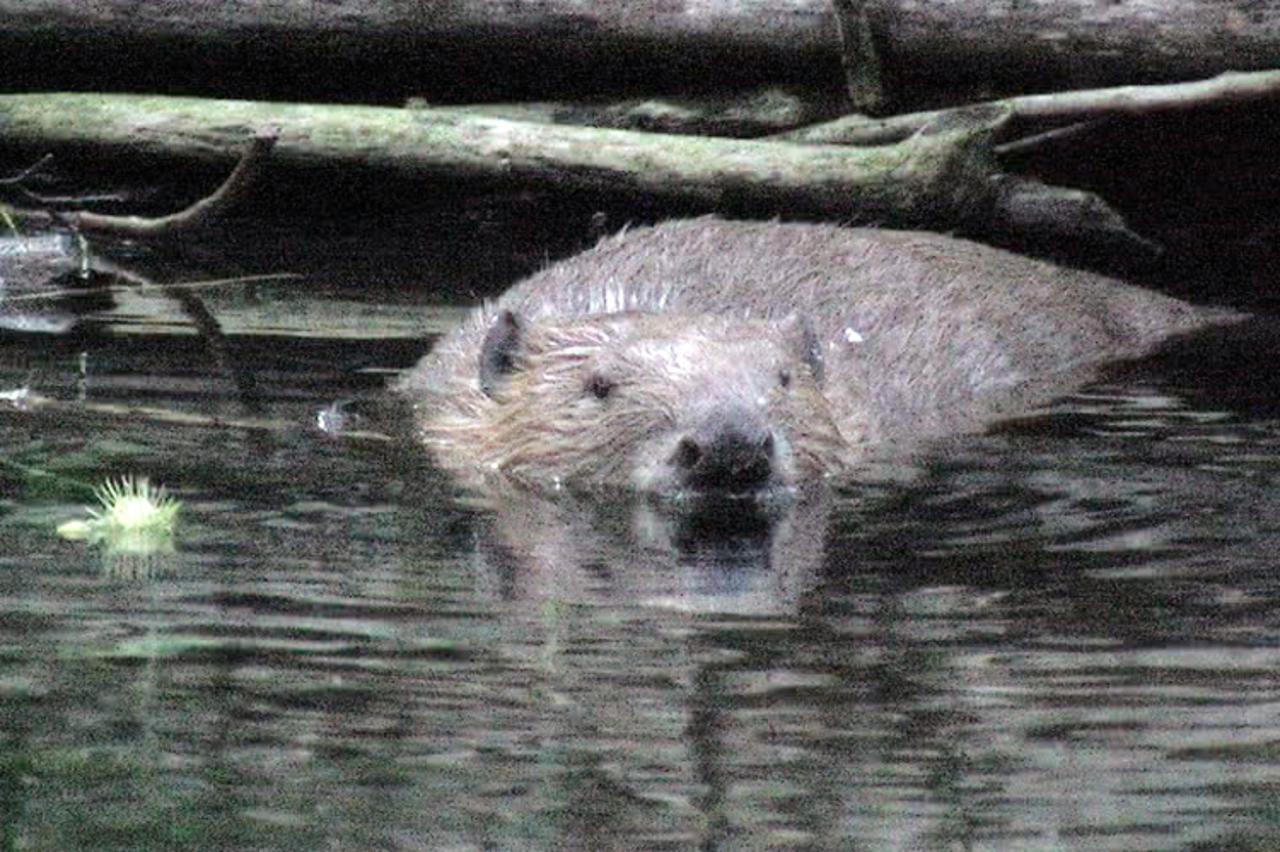'Donji Vakuf 23.08.2011 godine dabar iz rijeke Semesnice'