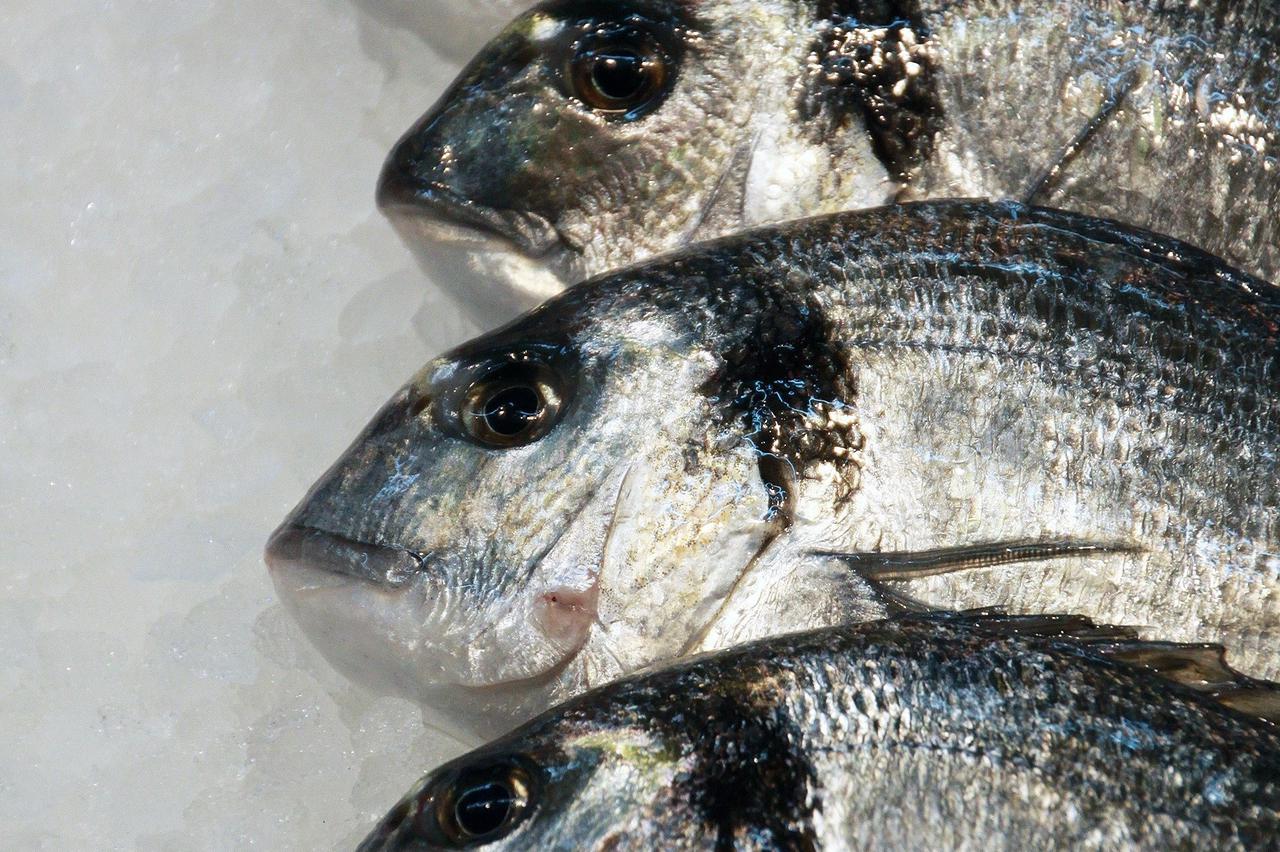 18.02.2014.., Pula - Unatoc oblacnom vremenu, danas je na pulskoj ribarnici nesto bogatija ponuda ribe pa je tako bilo papalina, zera, orada, brancina i folpi. Photo: Dusko Marusic/PIXSELL