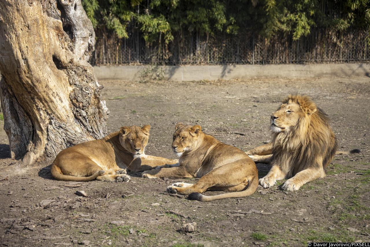 Osijek: U osječkom ZOO vrtu životinje iskoristile sunčan za odmor i spavanje