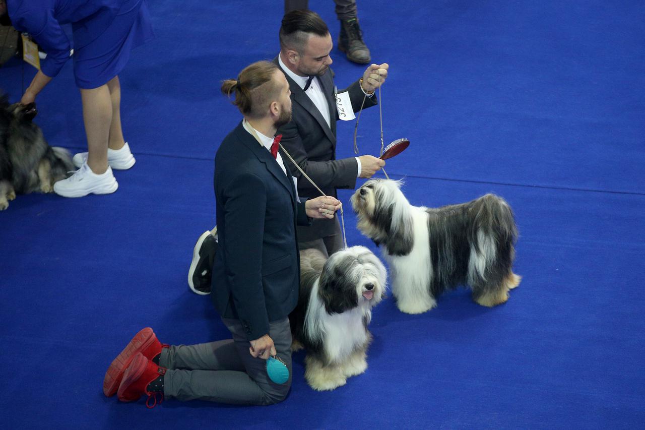 Napušteni pas, ilustracija