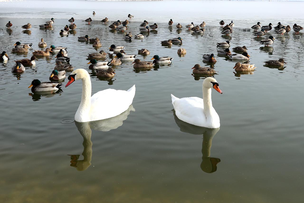 Sveta Nedelja: Zimska idila na jezeru Kipišće