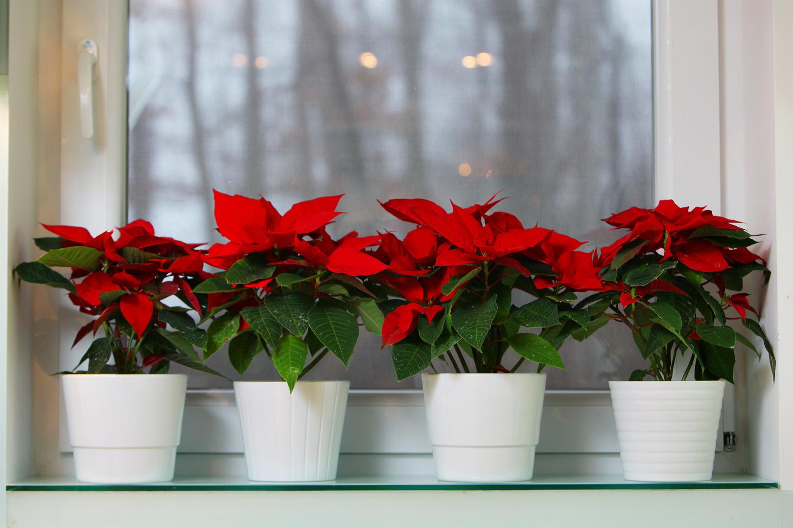 Iako zvijezda traži dosta svjetla, ne ostavljajte je na izravnoj sunčevoj svjetlosti jer joj može oštetiti listove. Idealna je temperatura za uzgoj 18 do 20 Celzijevih stupnjeva.