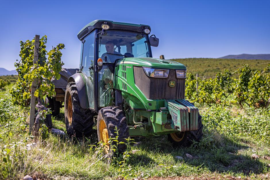 Čitluk: Berba grožđa u Kamenim vinogradima 