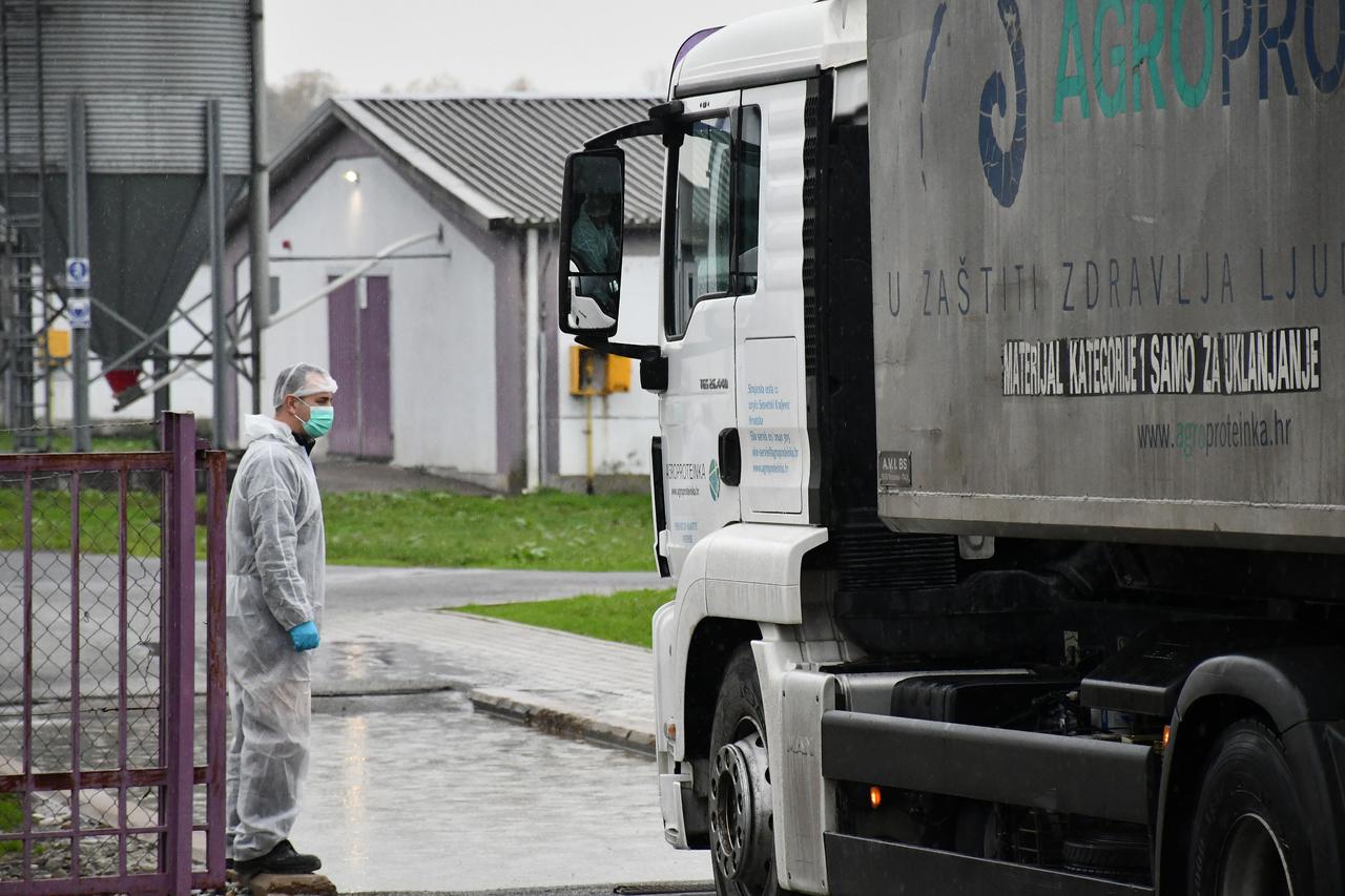 Slavonski Kobaš: Na Vindonovoj farmi purana počelo eutanaziranje i odvoz Agroproteinkinim kamionima
