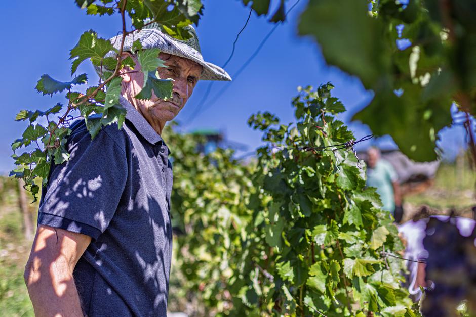 Čitluk: Berba grožđa u Kamenim vinogradima 