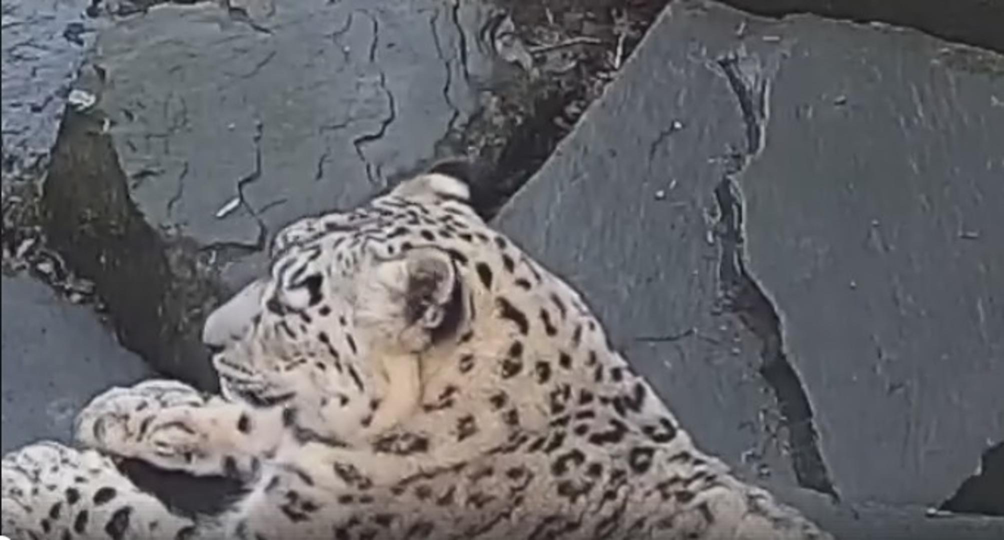 Leopardica Jessie iz engleskog Parka divljih životinja Paradise osvojila je internet svojom reakcijom kada je ugledala novu kameru u svome kavezu. U nastavku pogledajte video...