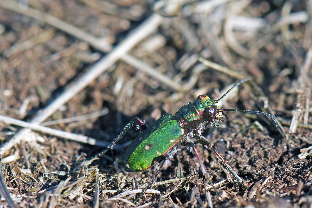 Cicindela sexguttata