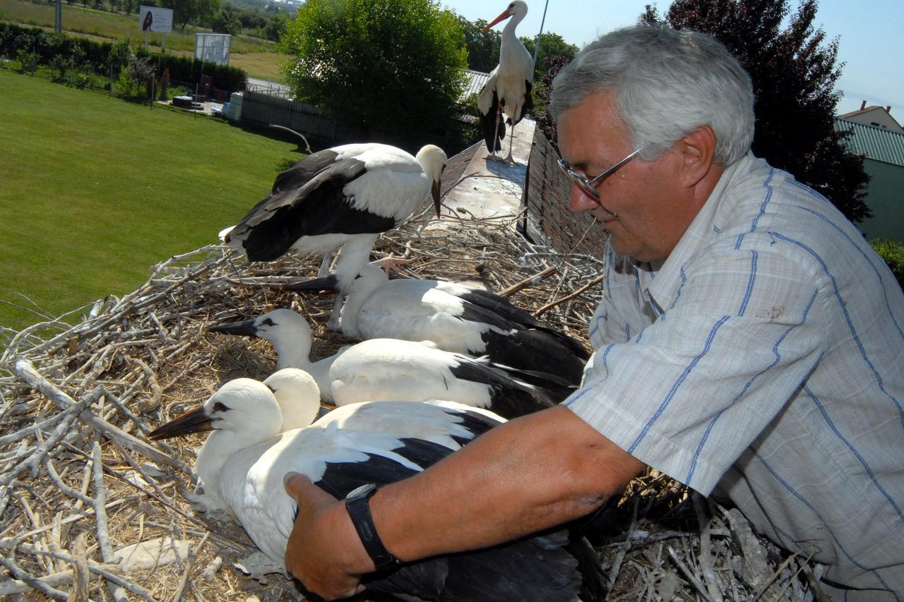 08.07.2011., Slavonski Brod - Upitna je daljnja sudbina najpoznatije rode Malene i rodana Klepetana  iz Brodskog Varosa, buduci da domar skole Stipo Vokic uskoro odlazi u mirovinu pa o njima vise nece imati tko skrbiti. Roda Malena slomljenog krila ne let