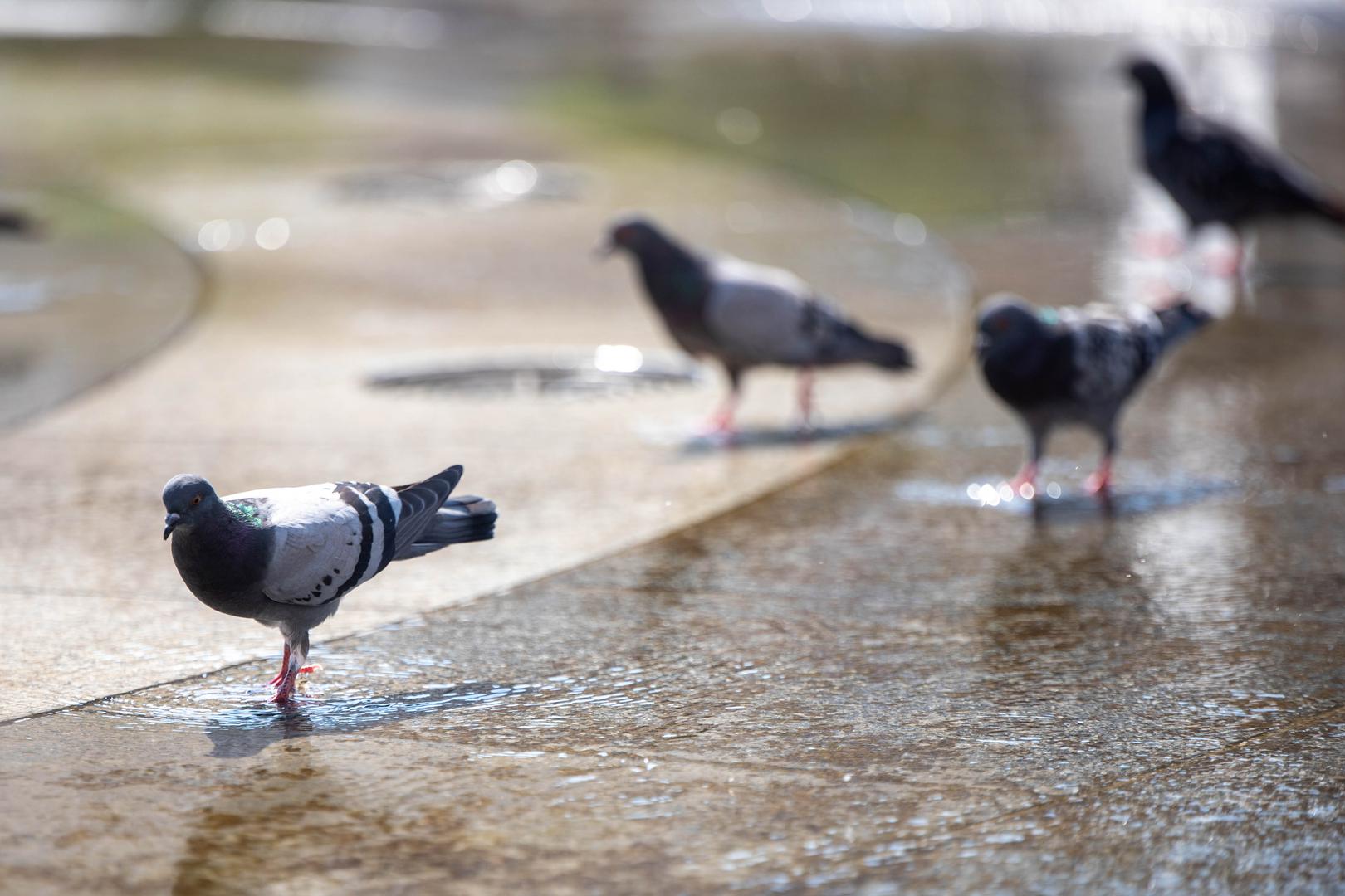23.08.2023., Osijek - Ilustracija toplinskog vala u Osijeku Photo: Borna Jaksic/PIXSELL