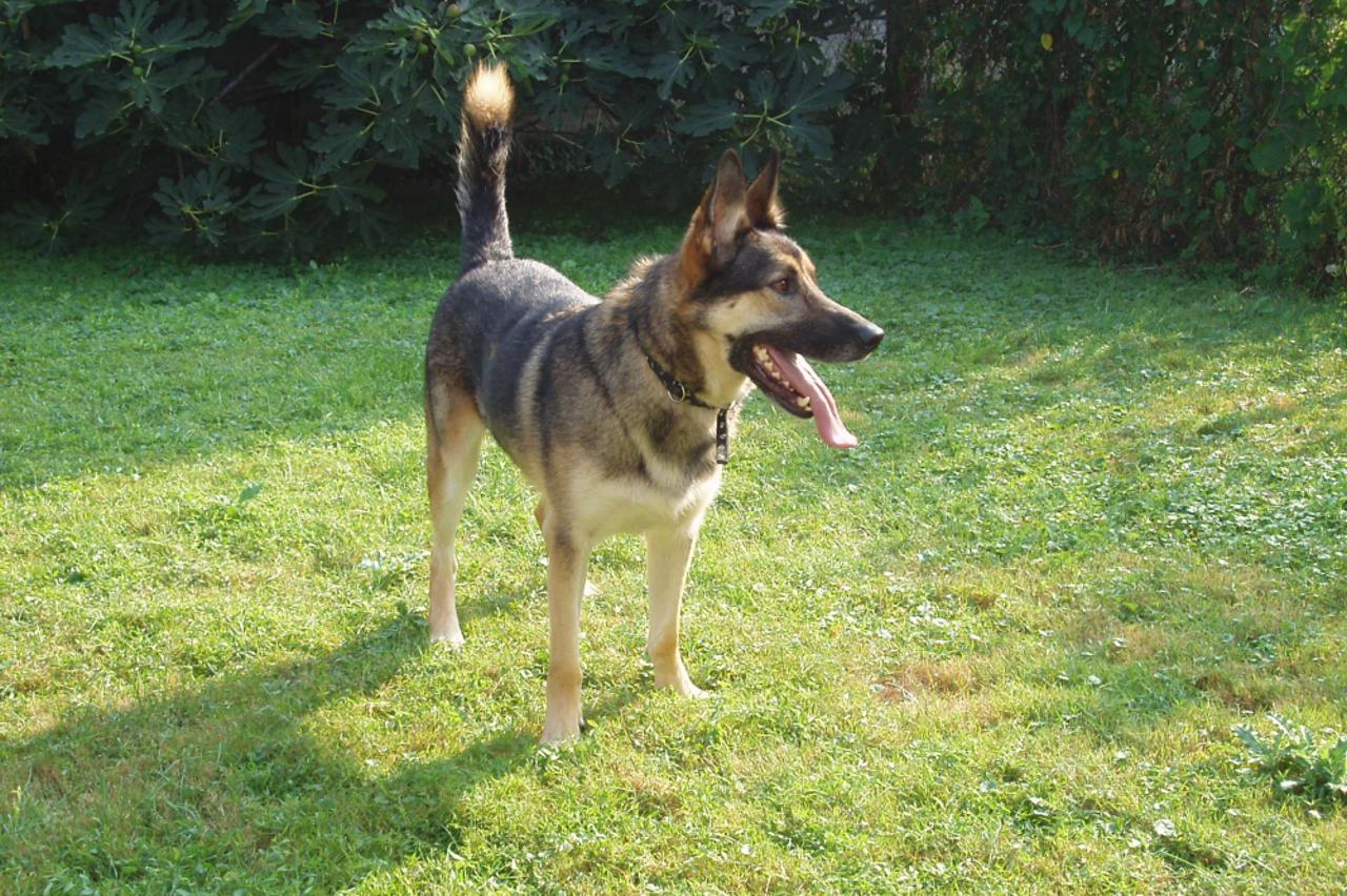 Ajax (1)