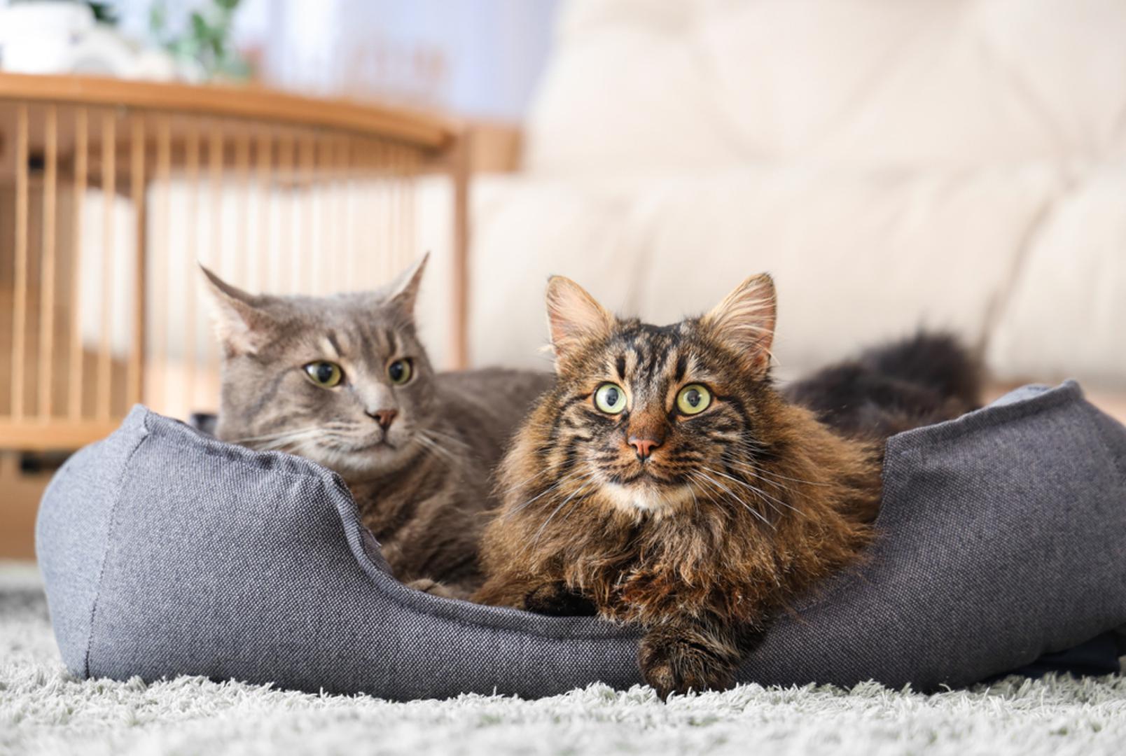 Mačke nisu jedine životinje koje to rade. Neke druge vrste, poput pojedinih armadila, svizaca i kuna, također prekrivaju izmet iz sličnih razloga, ponajviše kako bi prikrile svoj miris. Psi, s druge strane, uglavnom to ne čine jer im izmet služi kao način komunikacije i obilježavanja teritorija.