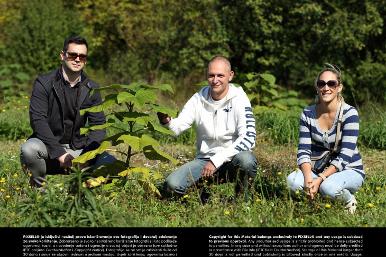 '03.10.2013., Zagreb - Plantaza drveta Paulovnija u Luckom kraj Zagreba. Paulovnija je jedinstvena vrsta brzorastuceg drveta porijeklom iz Kine, a koristi ze za izradu namjestaja, instrumenata, brodsk