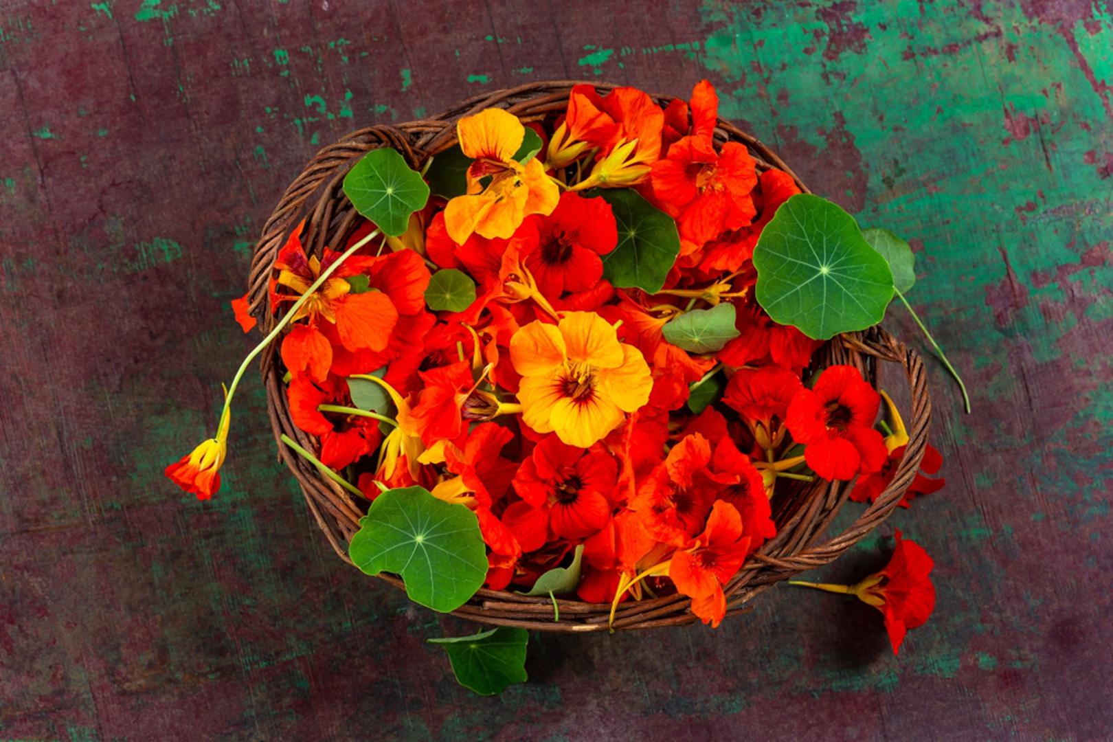 Dragoljub: Jarko narančasti ili crveni cvjetovi imaju papren okus, sličan rikoli. Idealni su za salate ili punjenje krem sirom. Osim cvjetova, jestivi su i listovi te sjemenke koje se mogu kiseliti kao zamjena za kapare.