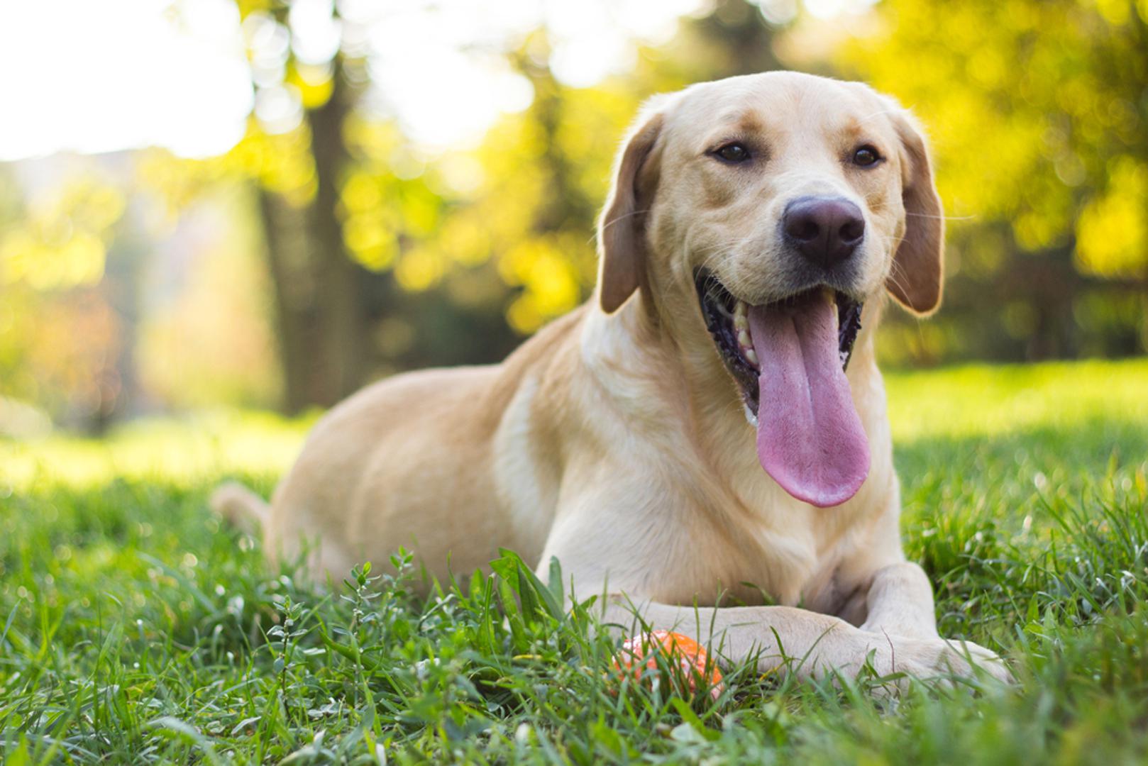 Labrador Retriever: Jedan od najpopularnijih obiteljskih pasa zahvaljujući blagom karakteru i privrženosti ljudima. Iako se smatra otpornom pasminom, važno je paziti na prehranu i redovitu aktivnost kako bi se smanjio rizik od problema sa zglobovima i pretilosti. 