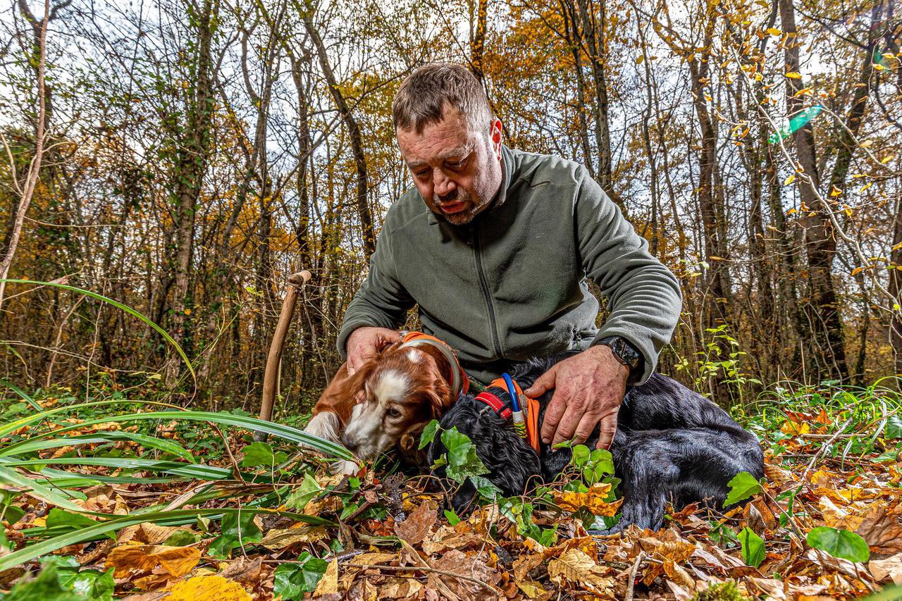 Lovci na bijeli istarski tartuf