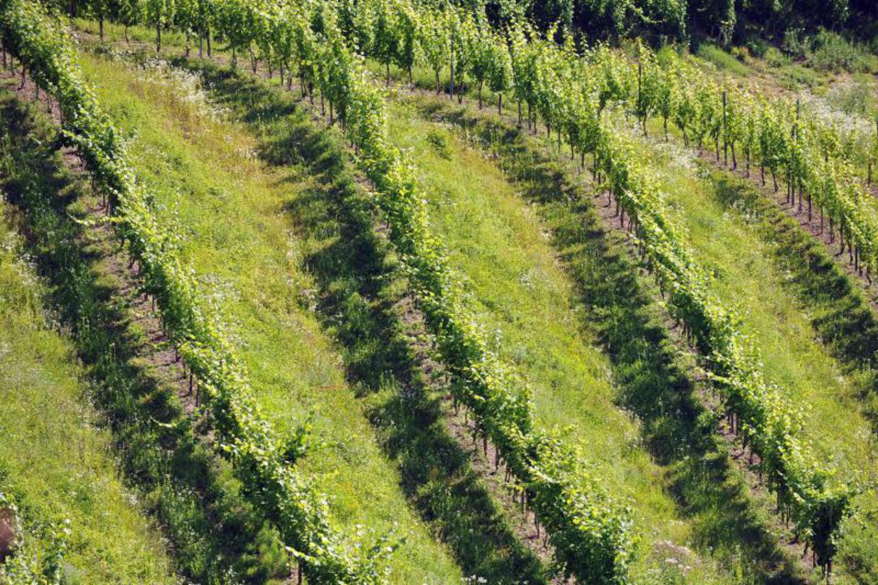 vinograd,  (1)