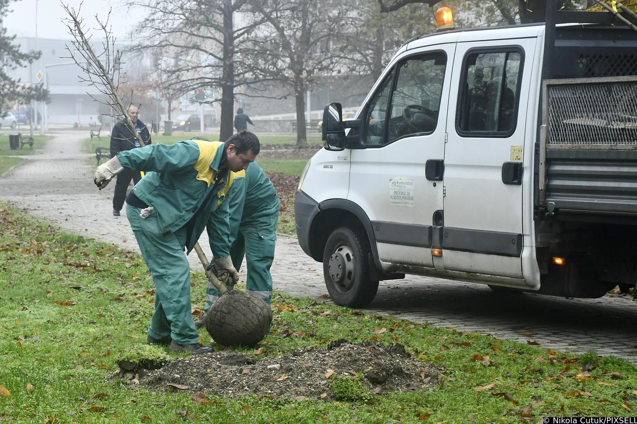 Sisak je dobio 170 novih stabala u gradskoj akciji "Zeleni Sisak za zeleni planet"