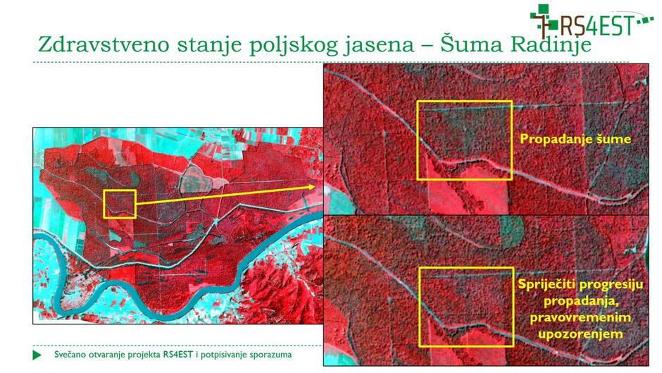 Satelitskim podacima do zaštite šuma poljskog jasena od izumiranja